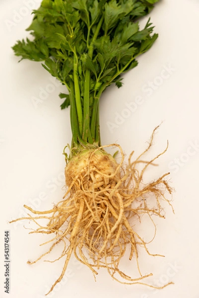 Fototapeta Celery root on a white backround with green leaves
