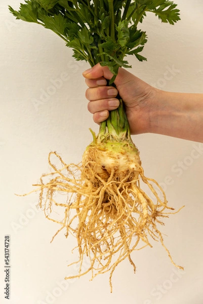 Obraz Celery root on a white backround with green leaves