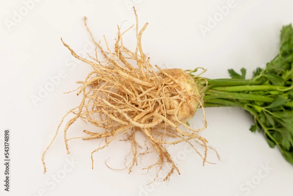 Fototapeta Celery root on a white backround with green leaves