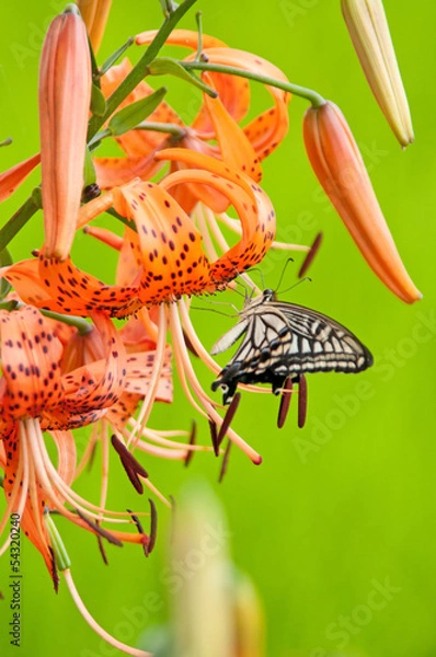Obraz オニユリとアゲハ蝶