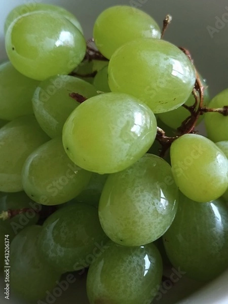 Obraz grapes on the vine