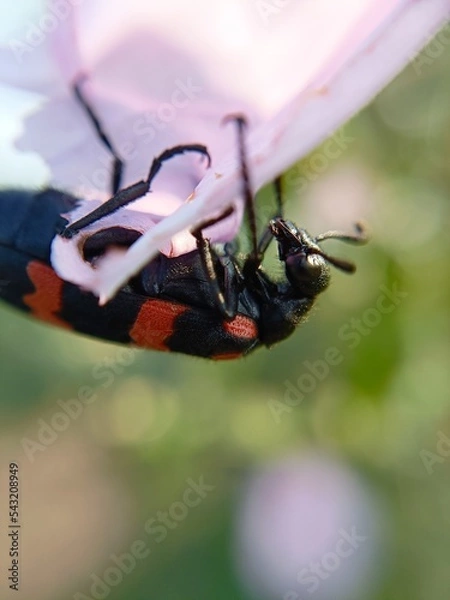 Obraz wasp on a leaf
