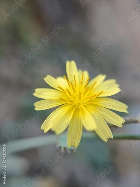 Obraz yellow flower on a green background