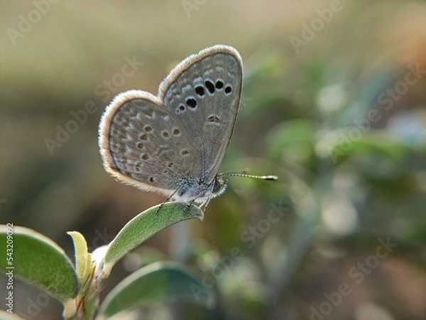 Obraz butterfly on a leaf