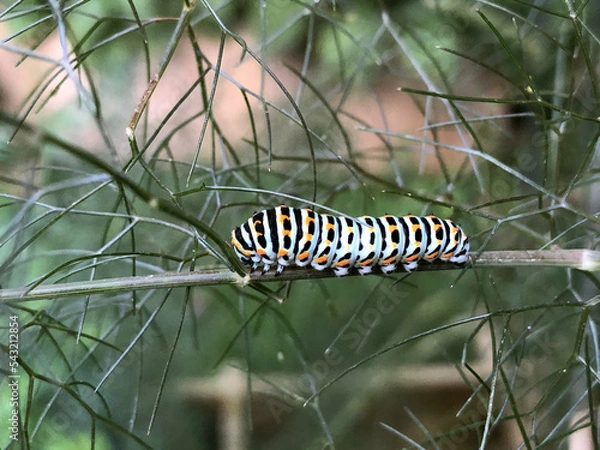 Obraz Larve de Lépidoptère le Machaon
