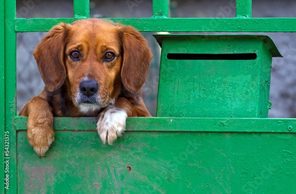 Obraz Small dog behind the gate