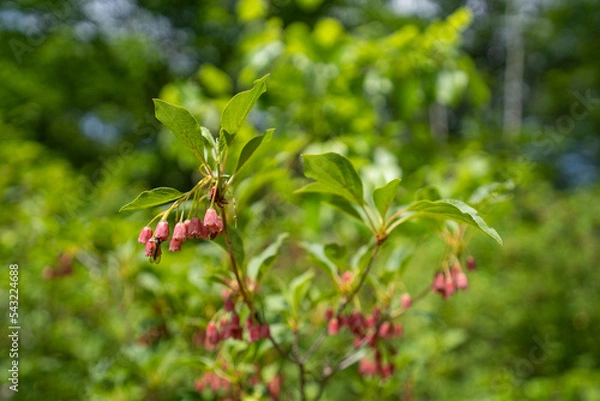 Obraz 初夏の笹ヶ峰高原に咲くベニサラサドウダン