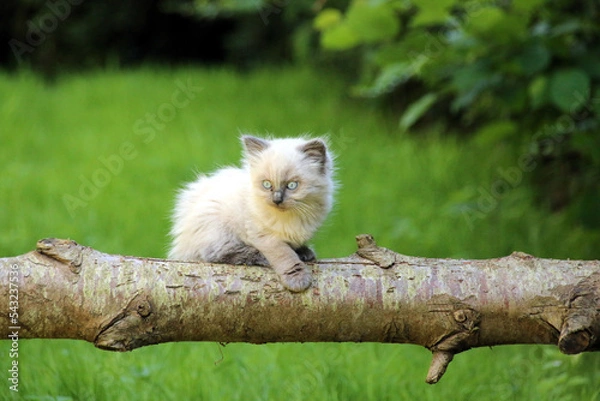 Obraz Chat Sacré de Birmanie