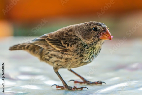 Obraz Darwin's finches