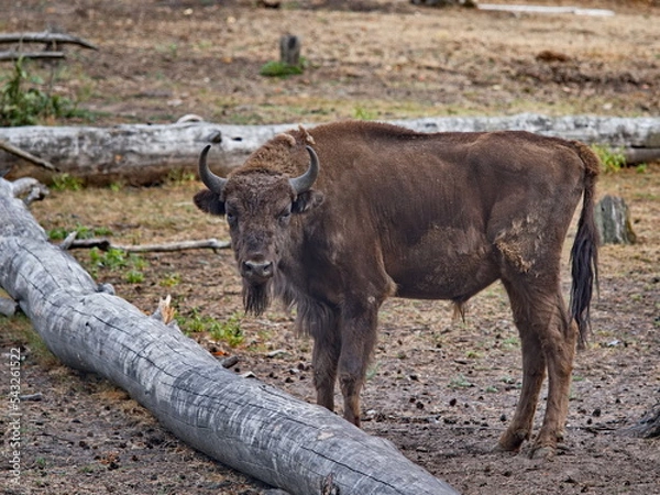 Obraz junger Wisentbulle auf Freifläche