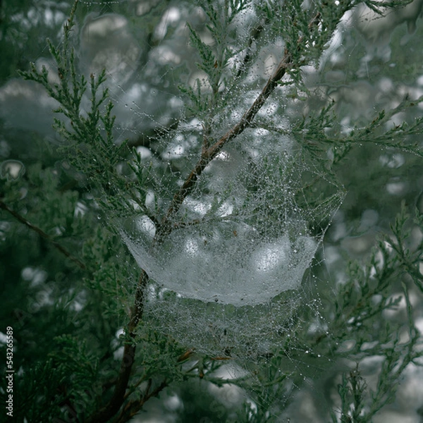 Obraz Spider web sagging in a pine tree under the weight of frozen dew
