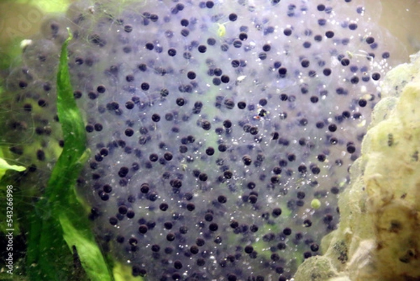 Obraz Oeufs de grenouilles tétards