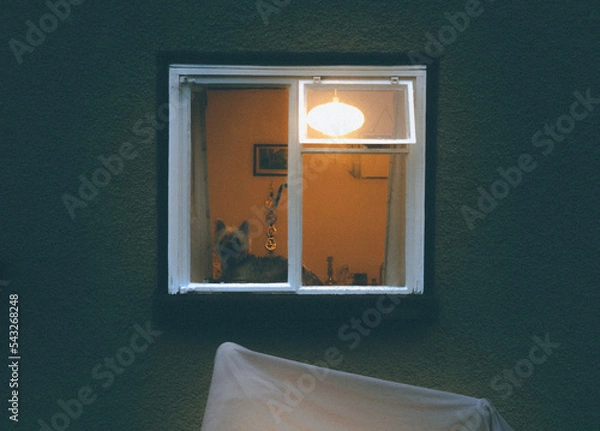 Obraz el perro vijila