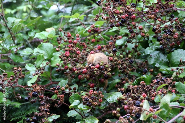 Obraz Muscardinus avellanarius