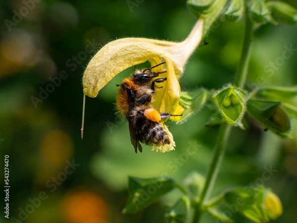 Obraz Bee in a flower with pollen on the legs. The insect is in a yellow blossom. Close-up of the wild insect in a German garden. The fine hairs on the body are visible. The environment is bee-friendly.