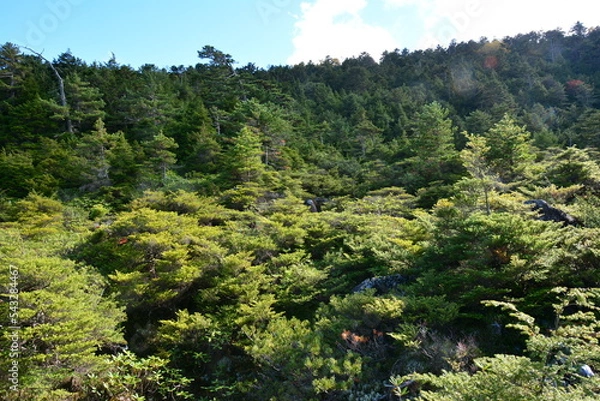 Fototapeta 白駒池登山