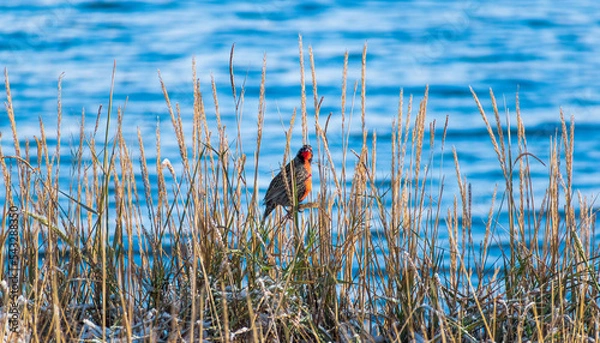 Obraz ave Loica macho en espigas de pastos con el mar azul de fondo, ave de plumas rojas. 