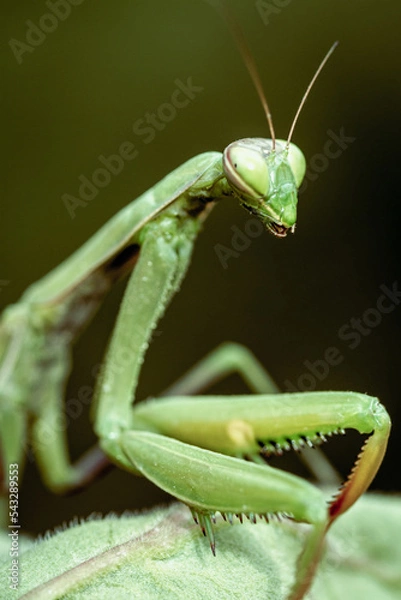 Fototapeta Close-up green praying mantis on uniform background