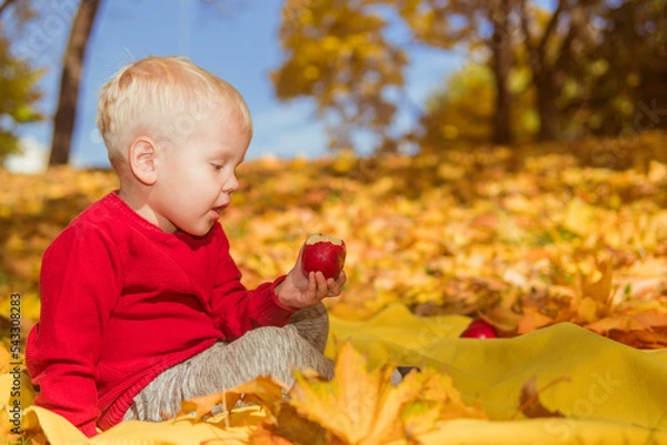 Fototapeta a little boy in a red sweater sits in the leaves and eats an apple against the background of yellow autumn trees