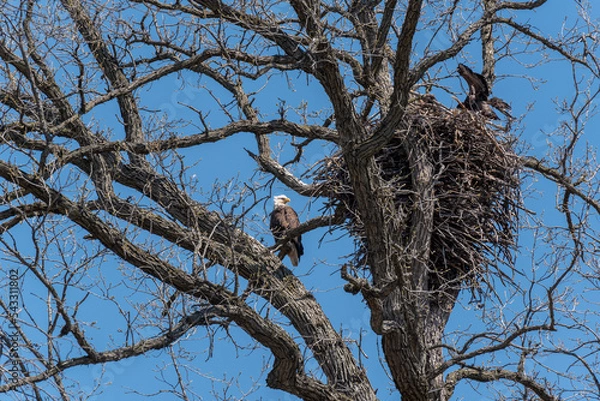 Fototapeta A Bald Eagle Perched In A Tree With A Fledgling In The Nest
