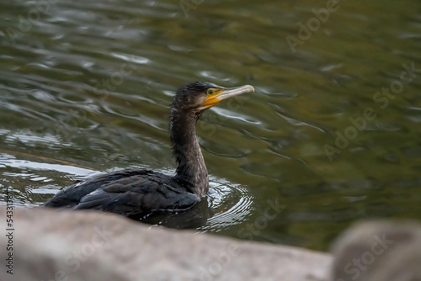 Fototapeta Cormorant is swimming