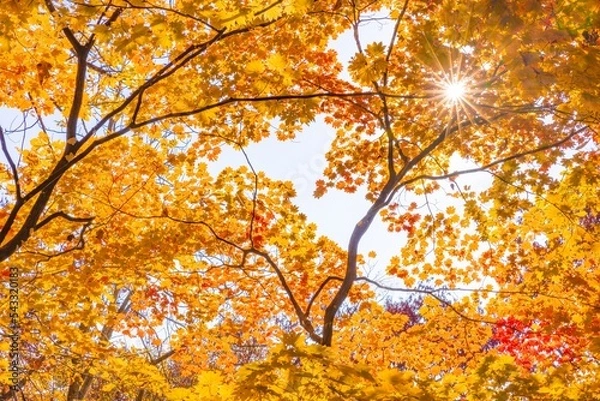 Fototapeta 逆光に輝く紅葉