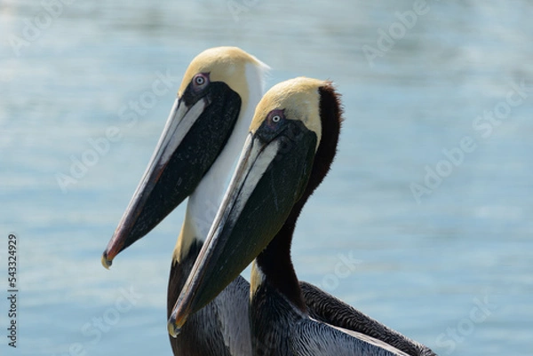 Fototapeta Pelicans 