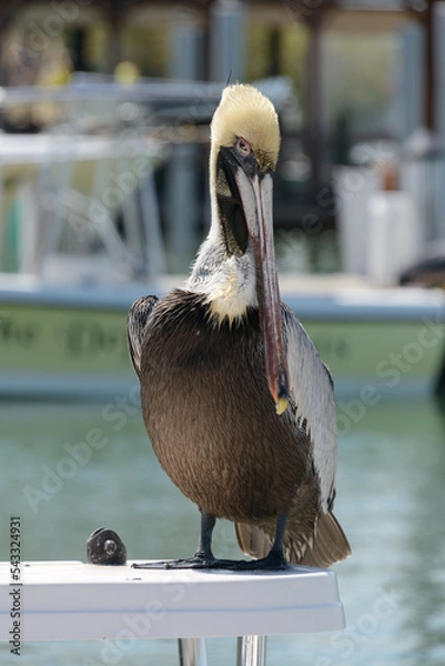 Fototapeta Pelicans 