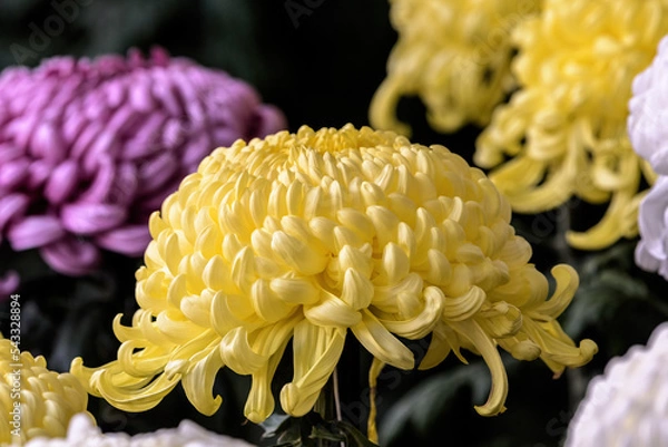 Obraz 色とりどりの菊