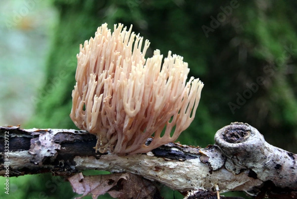 Obraz Champignons les clavaires