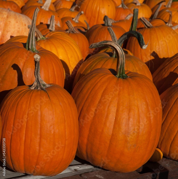 Fototapeta close up of pumpkins many large round bright orange pumpkins lined up for sale fall harvest ready for halloween or thanksgiving square format fall or autumn background or backdrop shadows of stems