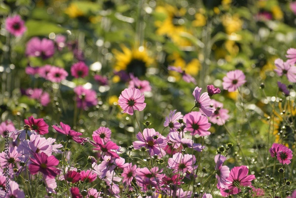 Fototapeta キク類のヒマワリとコスモス