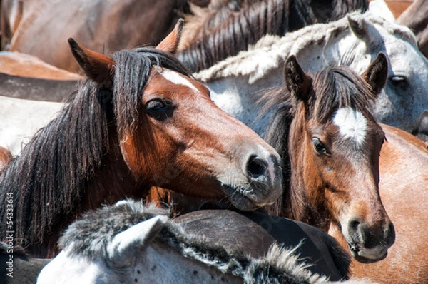 Obraz rapa las bestas sabucedo