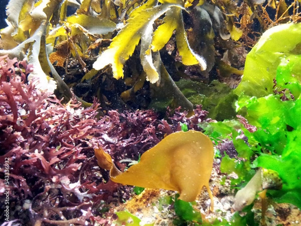 Obraz Algues Marines