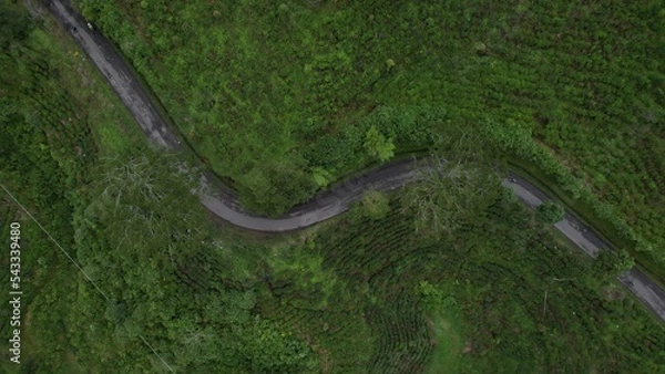 Fototapeta road on tea
