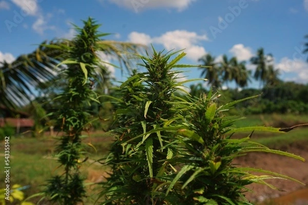 Obraz Close-up flowers or cannabis grown in the garden for medicinal purposes.