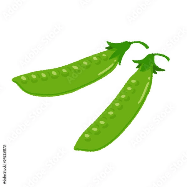 Fototapeta さやえんどうのイラスト