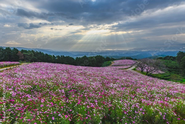 Obraz 長崎県で撮影