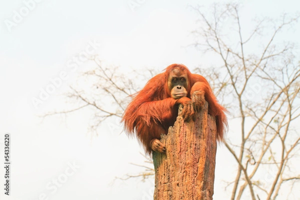 Fototapeta  orangutan
