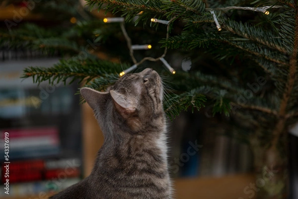Obraz Tabby cat playing with Christmas tree 6