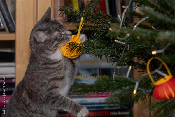 Obraz Tabby cat playing with Christmas tree 1