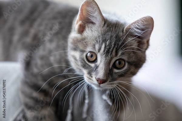 Obraz Tabby kitten lying on a windowsill