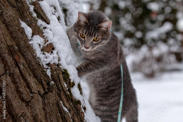 Obraz Tabby cat climbing a tree in snow 2