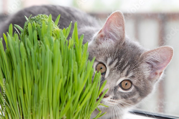 Obraz Tabby cat playing with grass 4