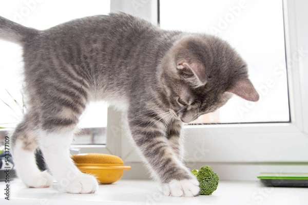 Obraz Tabby cat playing with grass 3