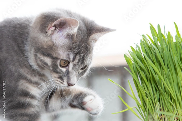Fototapeta Tabby cat playing with grass 2