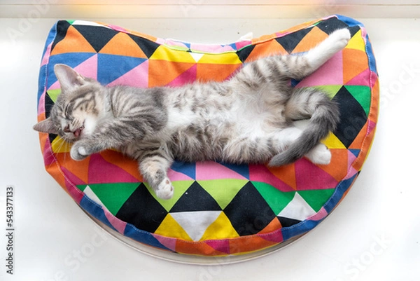 Obraz Tabby kitten lying on apillow 5