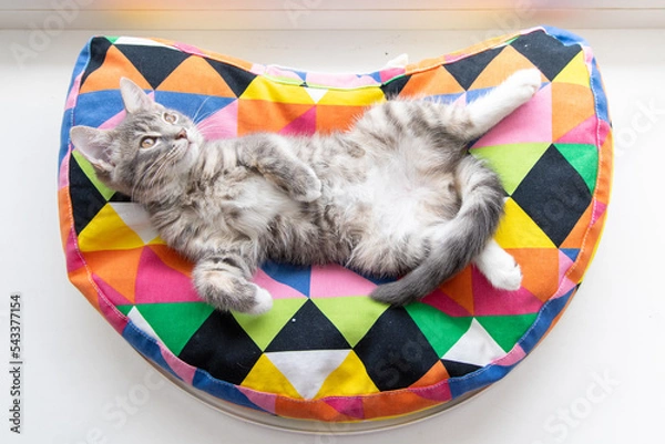 Obraz Tabby kitten lying on apillow 3