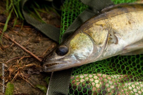 Obraz Freshwater zander on keepnet with fishery catch in it..