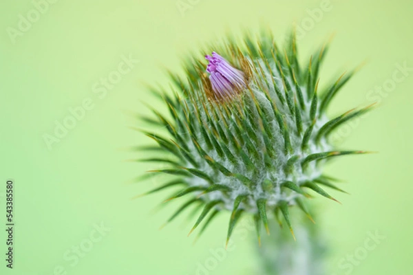 Fototapeta Close up of Cotton thistle flower
Flowering Cotton thistle flower on a green blurred background with copy space for text.
